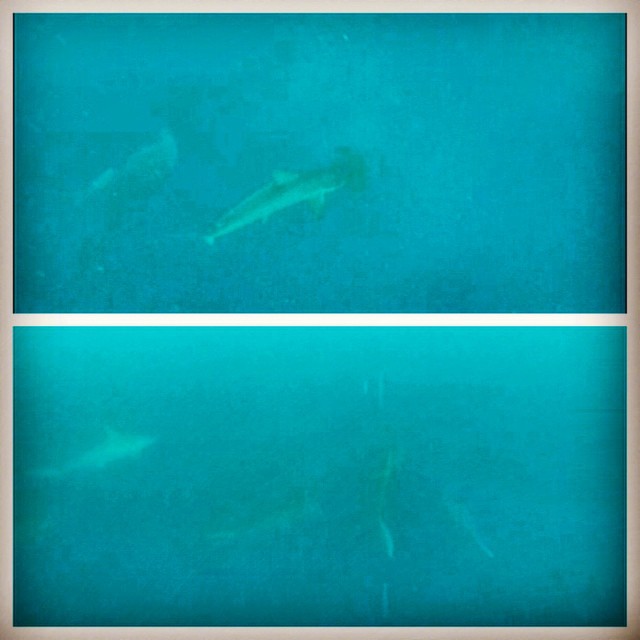 Hammerheads! Thanks to Kent for this snapshot of some of his footage :)