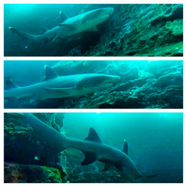 A lovely friendly white tip that came by :)