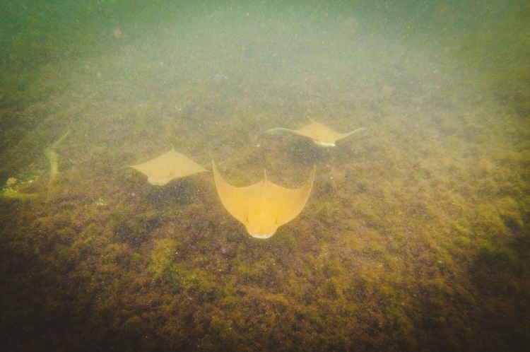 Golden eagle/cownose rays :)