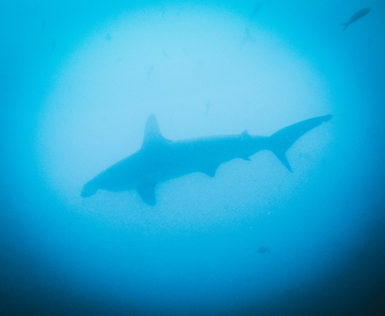 Hammerheads! Lucky to see these at Floreana :)