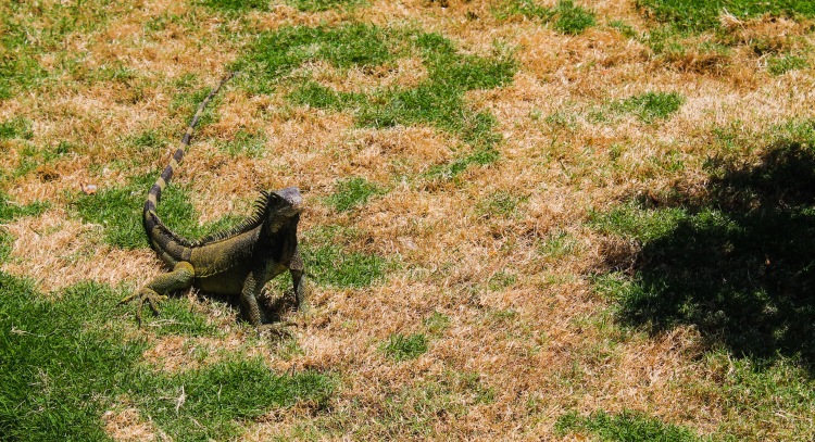 Unsurprisingly, Iguanas were there to troll me.
