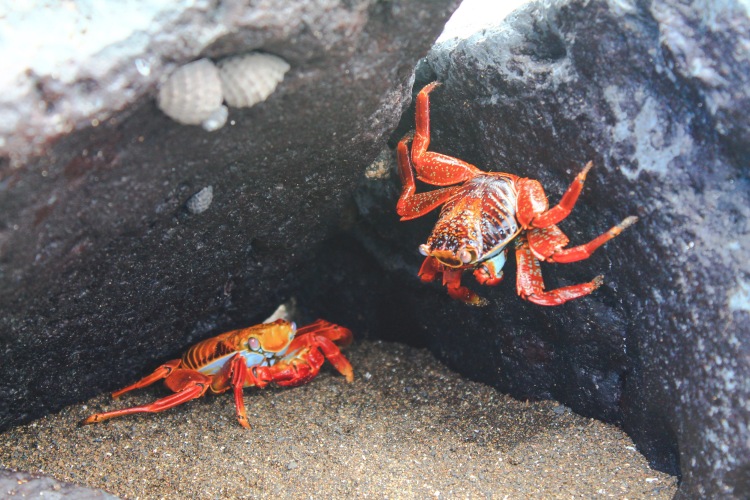 Colourful Sally Lightfoot crabs :)