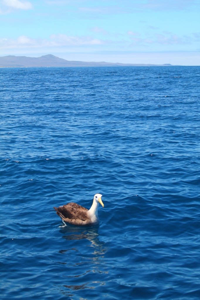An albatross came to say hola :)